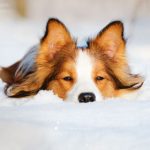 7 Winter Security Myths about Canines You Shouldn’t Consider  7 Winter Security Myths about Canines You Shouldn’t Consider 7 Winter Safety Myths about Dogs You Shouldn   t Believe FEATURED IMAGE 150x150
